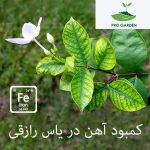 کود آهن کلاته