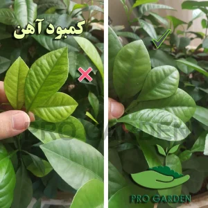 کود آهن کلاته 6 درصد مایع پروگاردن